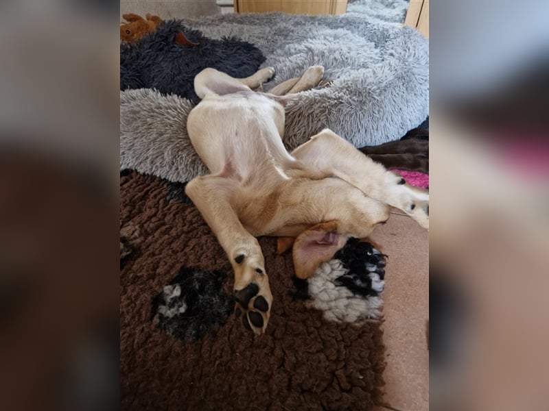 Wurfplanung für 2026/2027 - reinrassige Labrador Welpen