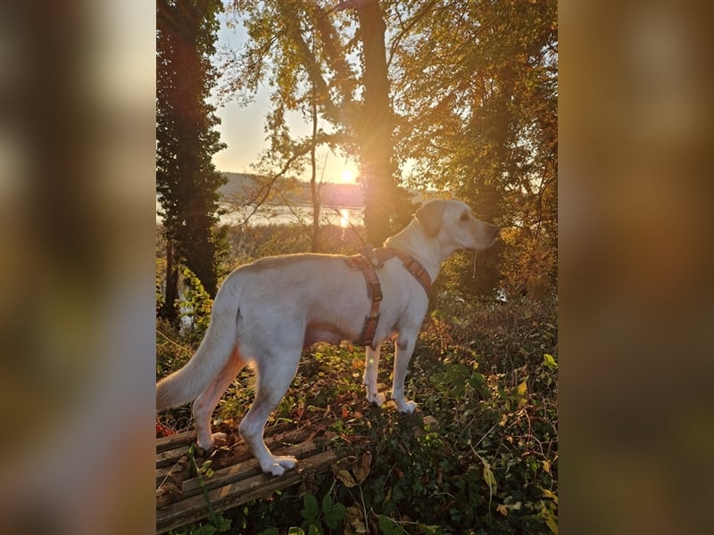 Wurfplanung für 2026/2027 - reinrassige Labrador Welpen
