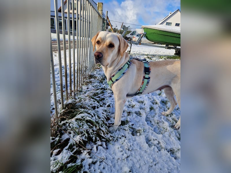 Wurfplanung für 2026/2027 - reinrassige Labrador Welpen