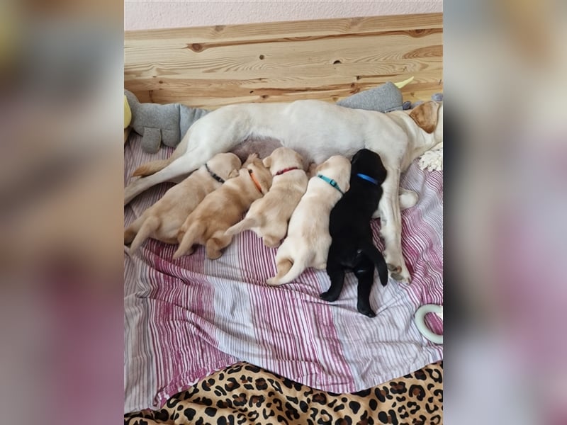 Wurfplanung für 2026/2027 - reinrassige Labrador Welpen