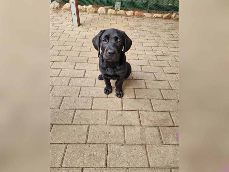 Wurfplanung für 2026/2027 - reinrassige Labrador Welpen