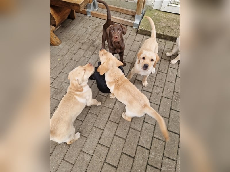Wurfplanung für 2026/2027 - reinrassige Labrador Welpen