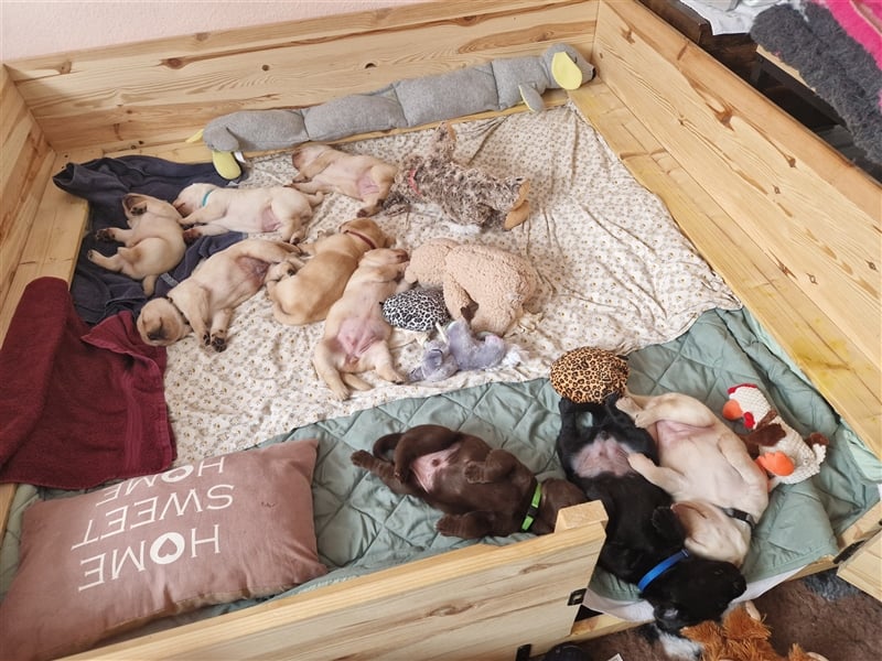 Wurfplanung für 2026/2027 - reinrassige Labrador Welpen