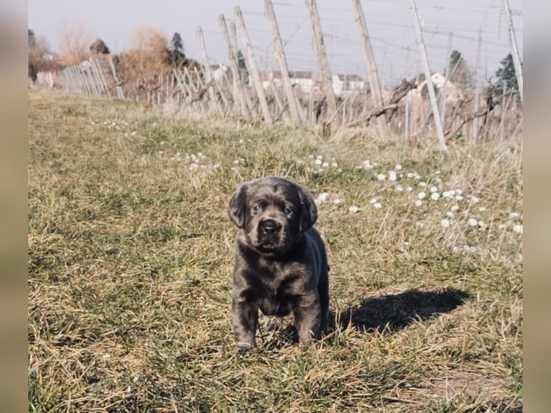 Reinrassige Labradorwelpen suchen das passende Zuhause