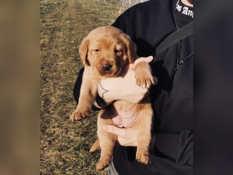 Reinrassige Labradorwelpen suchen das passende Zuhause