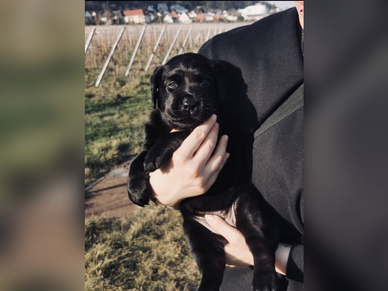 Reinrassige Labradorwelpen suchen das passende Zuhause