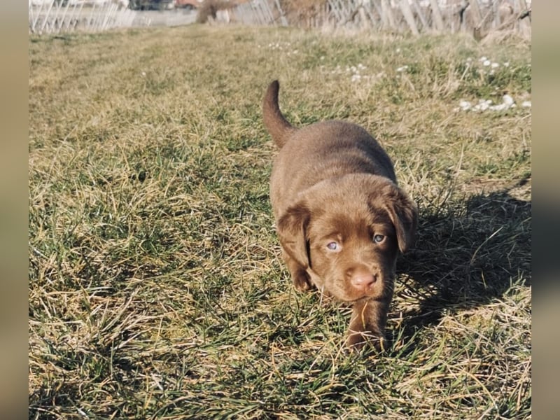 Reinrassige Labradorwelpen suchen das passende Zuhause
