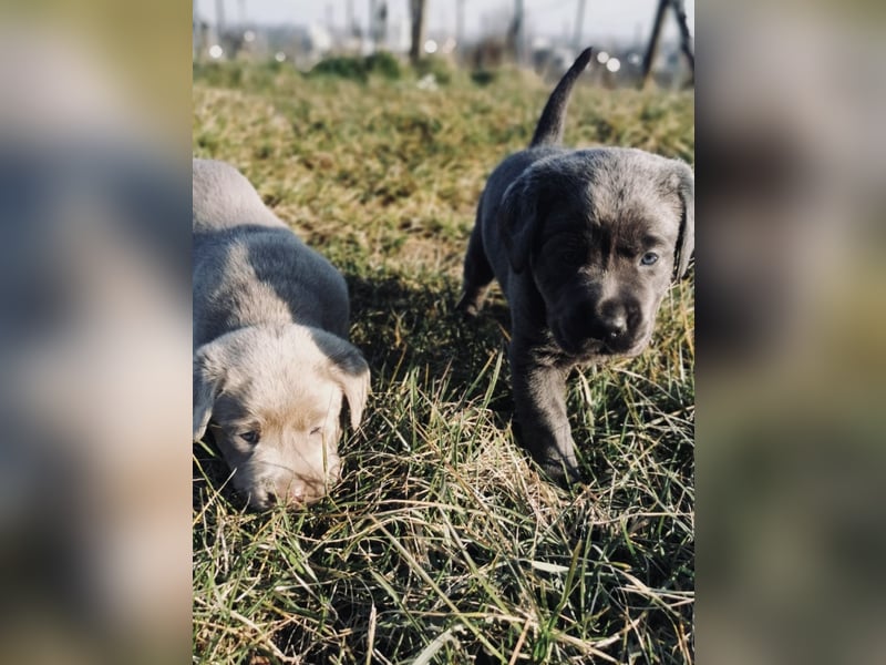 Reinrassige Labradorwelpen suchen das passende Zuhause