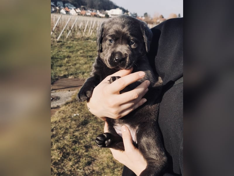 Reinrassige Labradorwelpen suchen das passende Zuhause