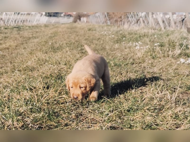 Reinrassige Labradorwelpen suchen das passende Zuhause