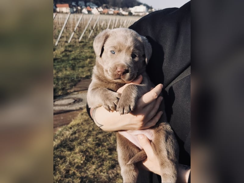 Reinrassige Labradorwelpen suchen das passende Zuhause