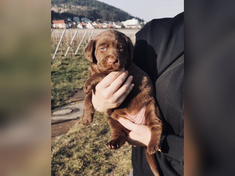 Reinrassige Labradorwelpen suchen das passende Zuhause