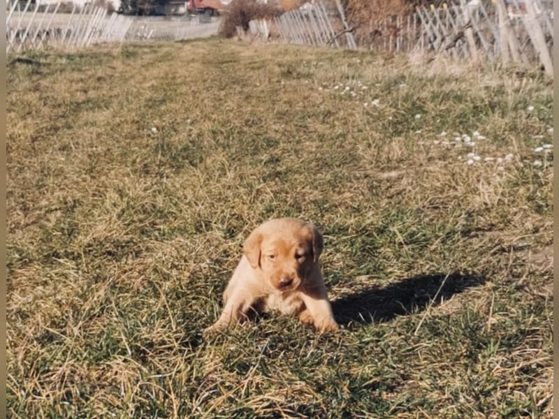 Reinrassige Labradorwelpen suchen das passende Zuhause