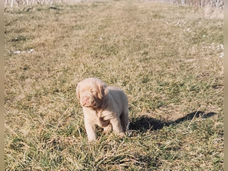 Reinrassige Labradorwelpen suchen das passende Zuhause