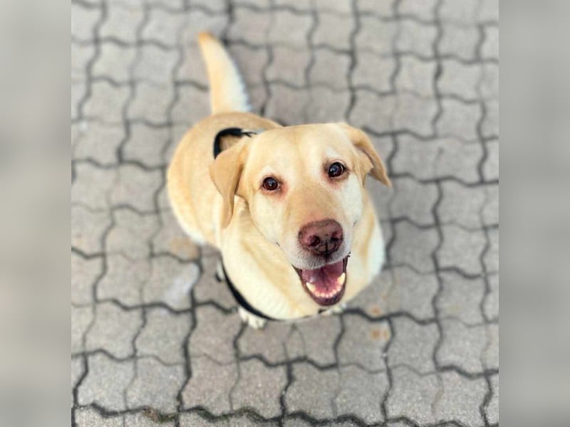 Julia - absoluter Traumhund
