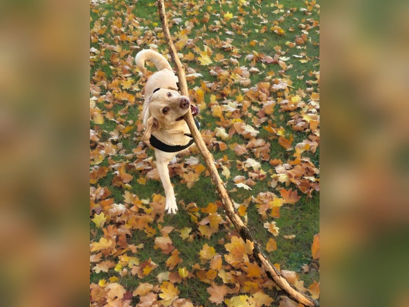 Julia - absoluter Traumhund