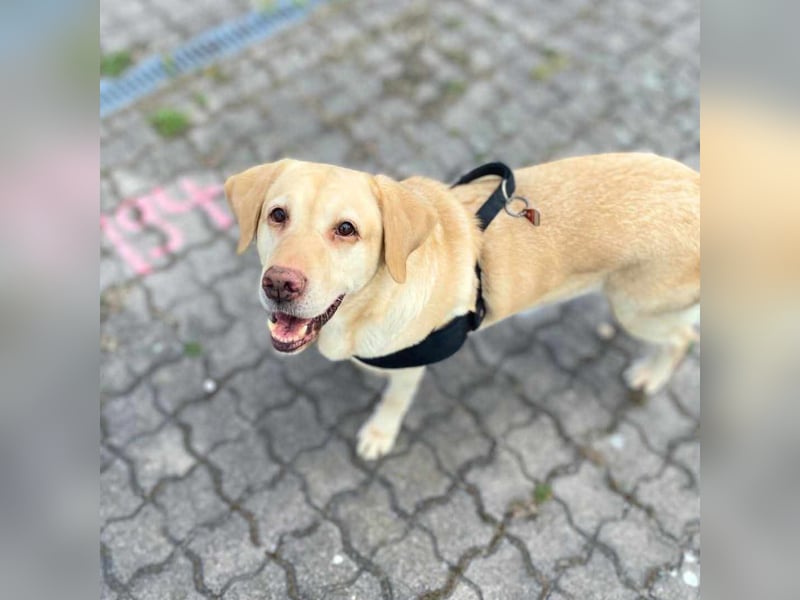 Julia - absoluter Traumhund