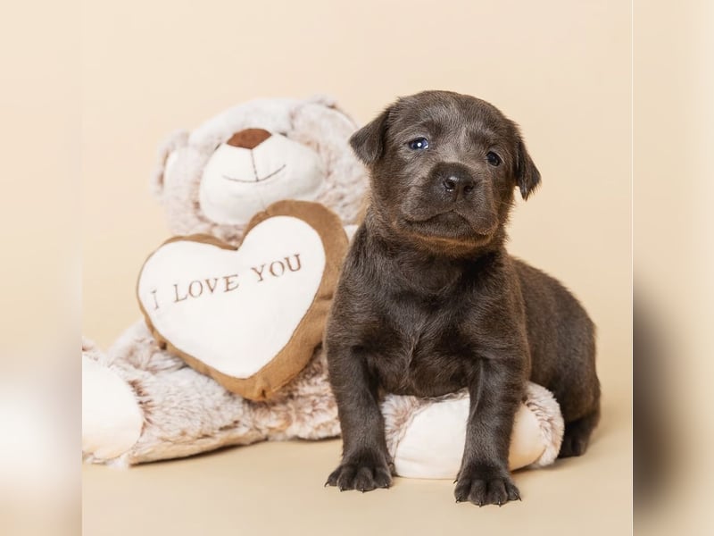 Labrador-Welpen in charcoal ( dunkles Silber) und schwarz / Abgabe Mitte März