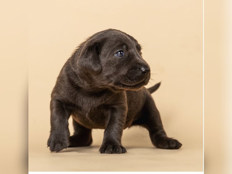 Labrador-Welpen in charcoal ( dunkles Silber) und schwarz / Abgabe Mitte März