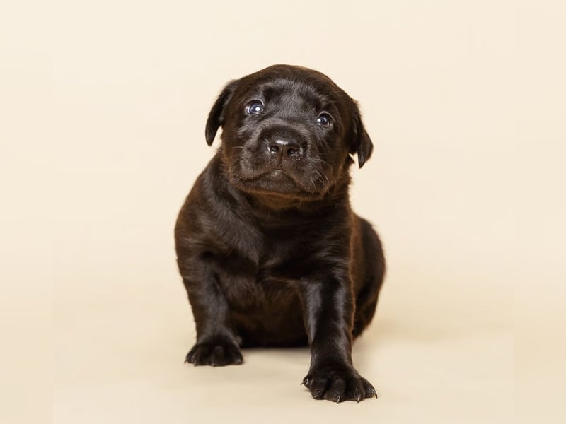 Labrador-Welpen in charcoal ( dunkles Silber) und schwarz / Abgabe Mitte März