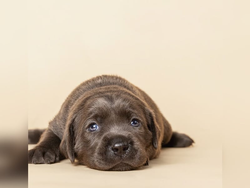 Labrador-Welpen in charcoal ( dunkles Silber) und schwarz / Abgabe Mitte März