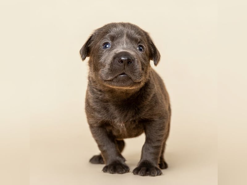 Labrador-Welpen in charcoal ( dunkles Silber) und schwarz / Abgabe Mitte März