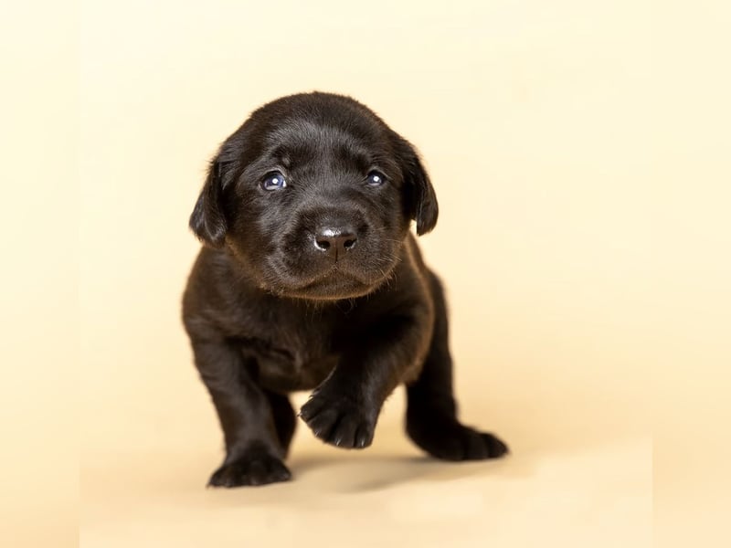 Labrador-Welpen in charcoal ( dunkles Silber) und schwarz / Abgabe Mitte März