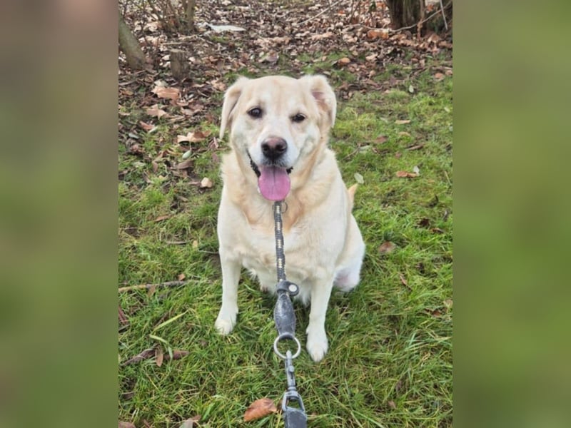 Liebe Labrador Mischlingshündin sucht ein neues zuhause