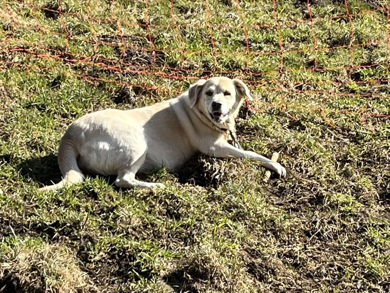 Liebe Labrador Mischlingshündin sucht ein neues zuhause