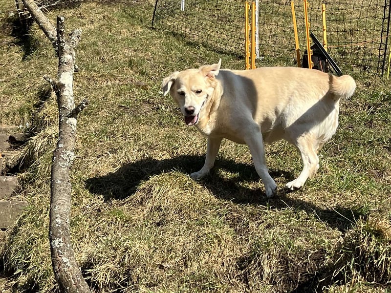 Liebe Labrador Mischlingshündin sucht ein neues zuhause