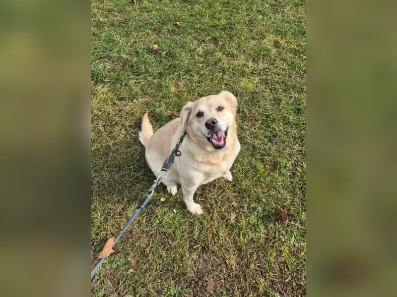Liebe Labrador Mischlingshündin sucht ein neues zuhause