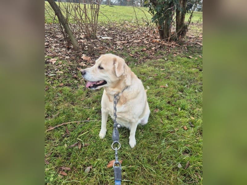 Liebe Labrador Mischlingshündin sucht ein neues zuhause