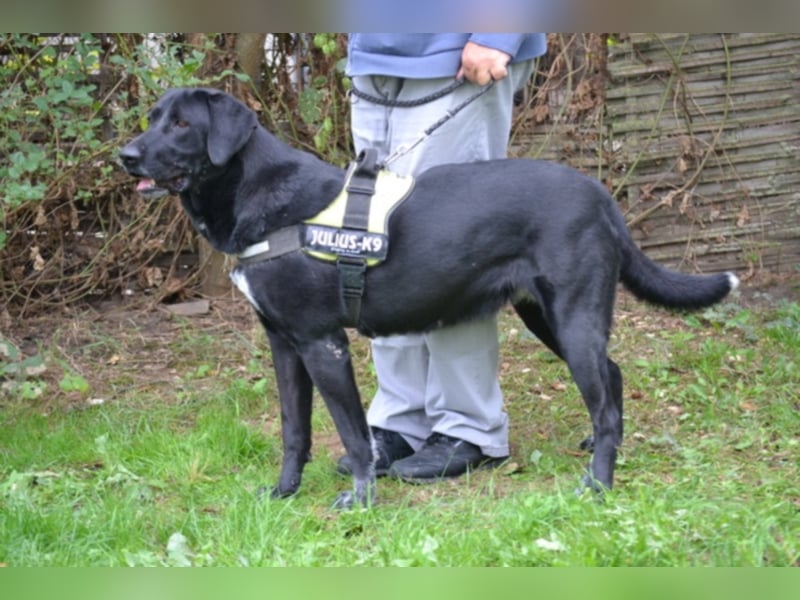 Csill sucht souveräne Besitzer