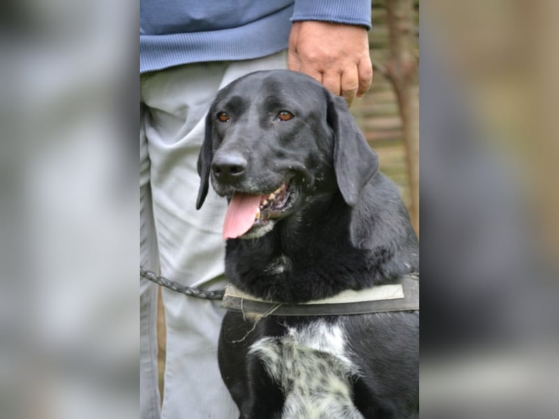 Csill sucht souveräne Besitzer