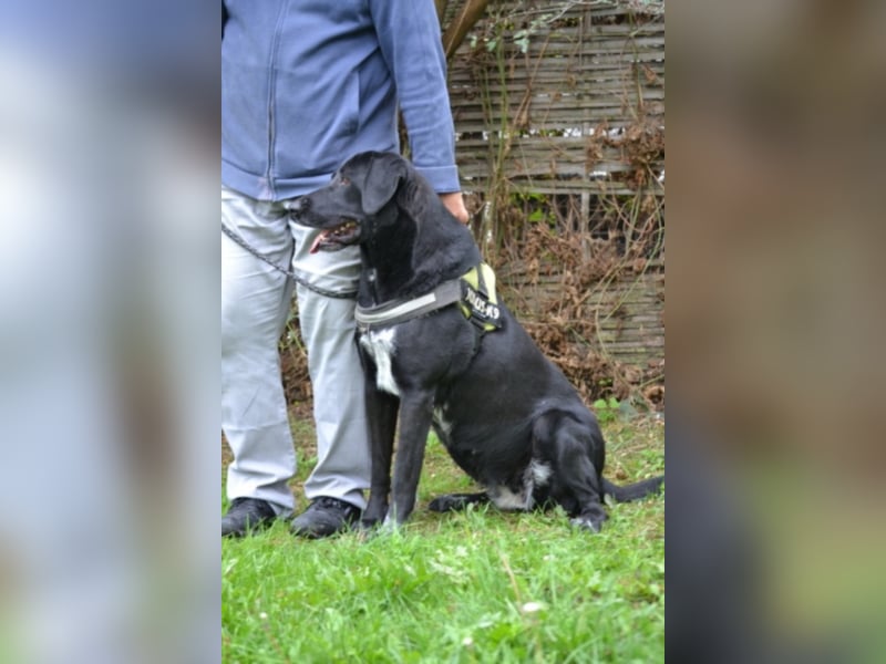 Csill sucht souveräne Besitzer