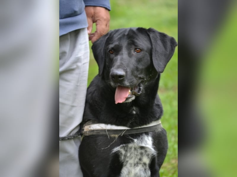 Csill sucht souveräne Besitzer