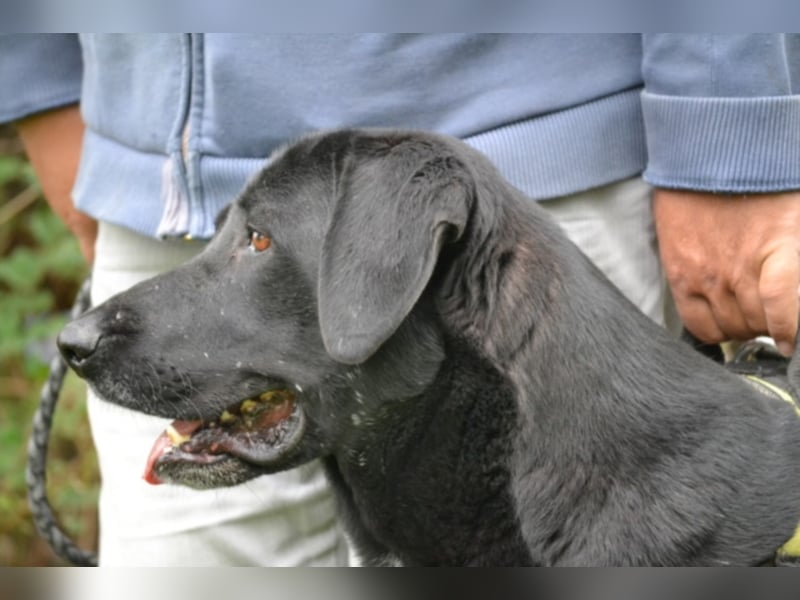 Csill sucht souveräne Besitzer