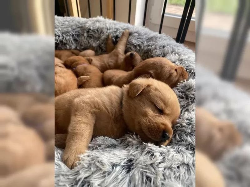 Zuckersüße FoxRed Labrador-Welpen