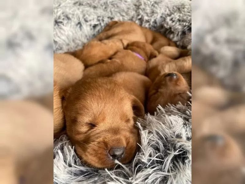 Zuckersüße FoxRed Labrador-Welpen