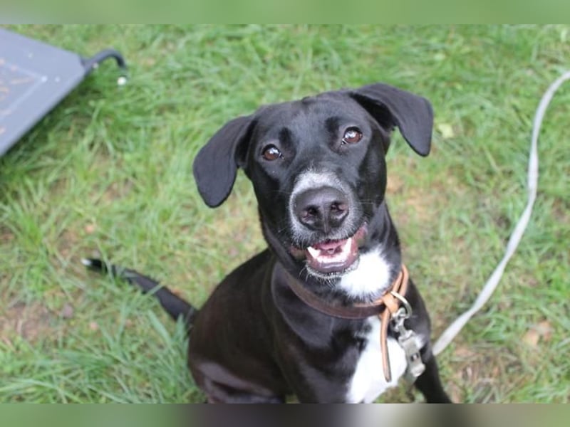 Dina, Labrador-Jagdhund-Mix, geb. 2023, hibbeliges Mädel sucht ihre Menschen