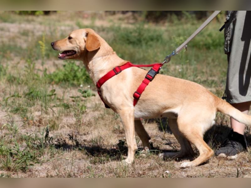 Princess, Mischling, geb. 2014, sucht hundeerfahrene, sportliche Menschen ohne Kinder