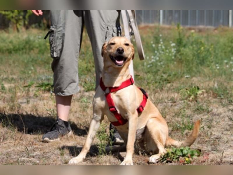 Princess, Mischling, geb. 2014, sucht hundeerfahrene, sportliche Menschen ohne Kinder