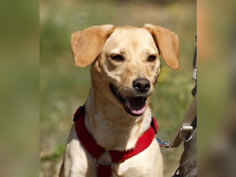 Princess, Mischling, geb. 2014, sucht hundeerfahrene, sportliche Menschen ohne Kinder