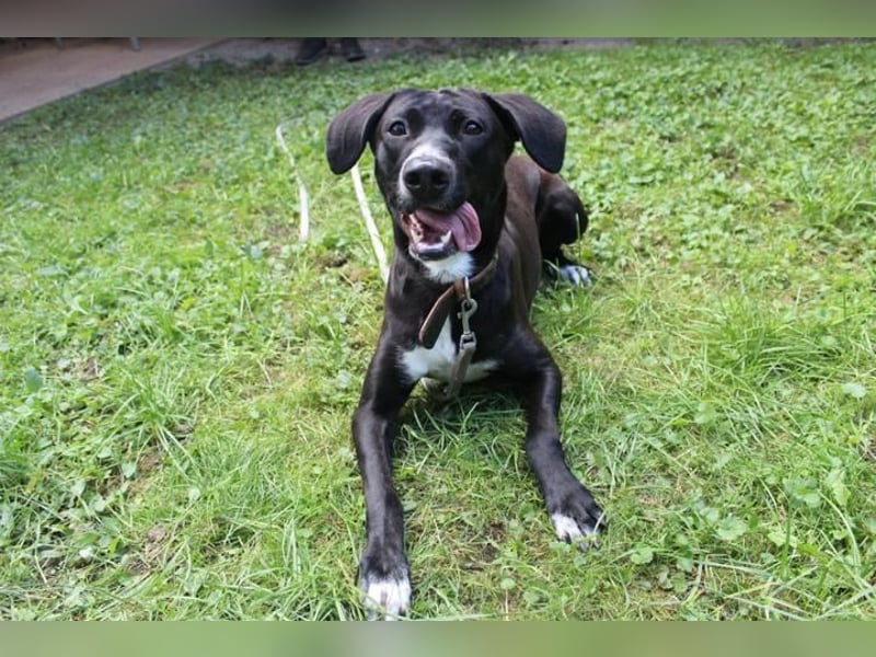 Dina, Labrador-Jagdhund-Mix, geb. 2023, hibbeliges Mädel sucht ihre Menschen