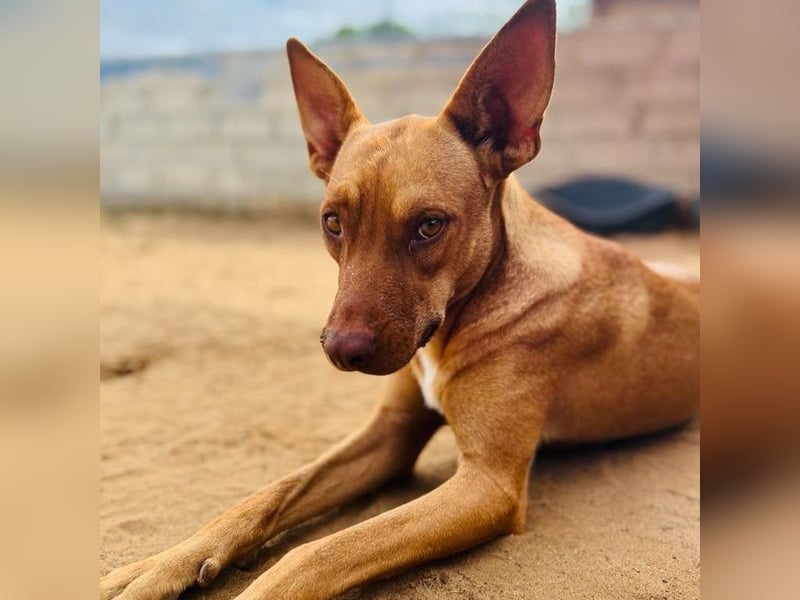 Hanni1 10/2021 (ESP) - anhängliche, gesellige und fröhliche Labrador-Podenco-Mix Hündin!