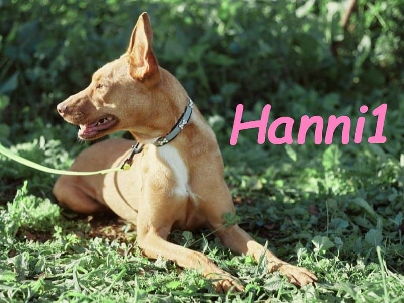 Hanni1 10/2021 (ESP) - anhängliche, gesellige und fröhliche Labrador-Podenco-Mix Hündin!