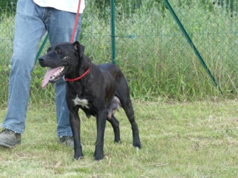 EVORA – Labrador-Mischlingshündin aus Poitiers