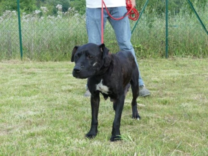 EVORA – Labrador-Mischlingshündin aus Poitiers