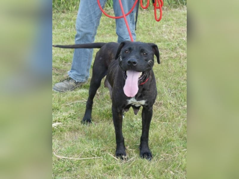 EVORA – Labrador-Mischlingshündin aus Poitiers