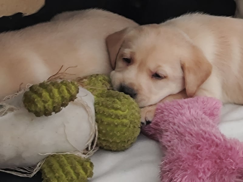 Wir haben ab 05.04. Reinrassige Labrador Welpen abzugeben